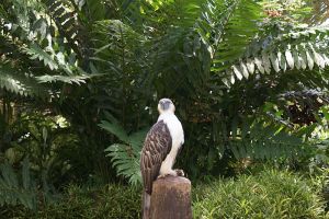 800px-Philippine_Eagle_in_Captivity